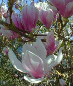 Soulange magnolia flower