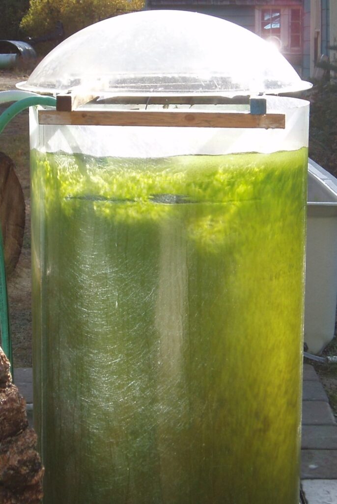 a tank with green glowing algae