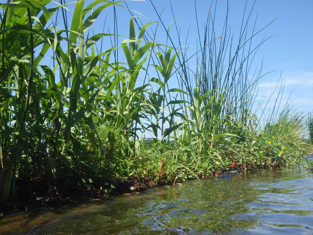 close up of floating wetlands at Lake Wister